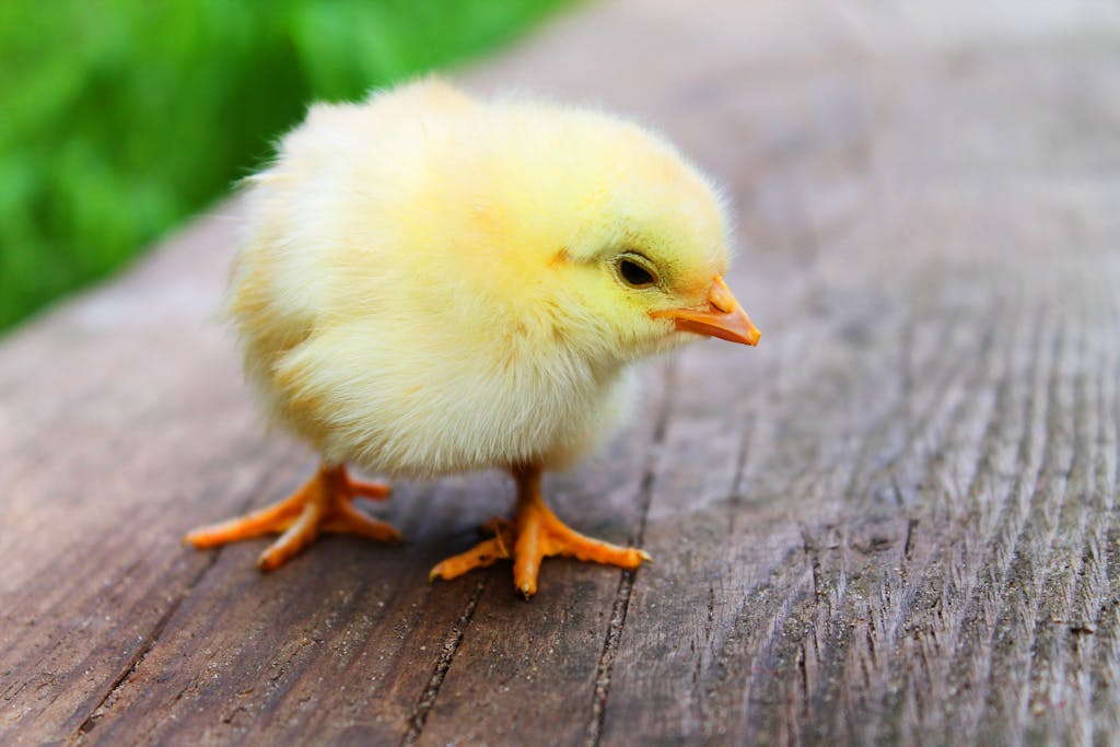 Close-up of a fluffy yellow chick standing on a wooden surface, showcasing its soft down feathers.