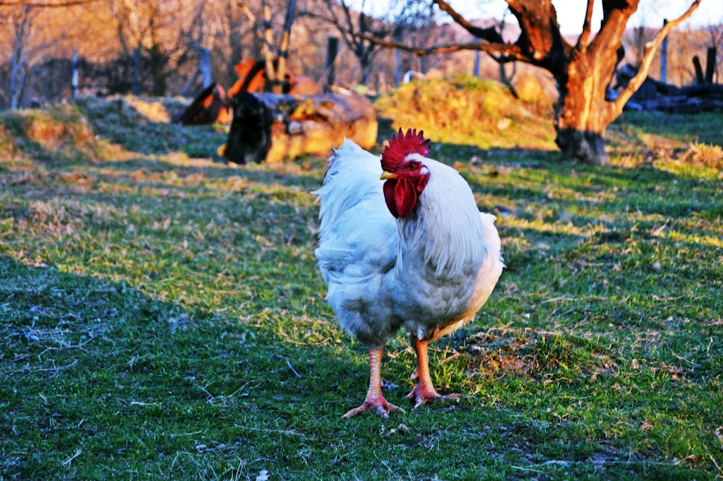 Majestic rooster strolling in a rural farm setting during golden hour.